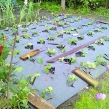 Kako zaštititi jagode od korova